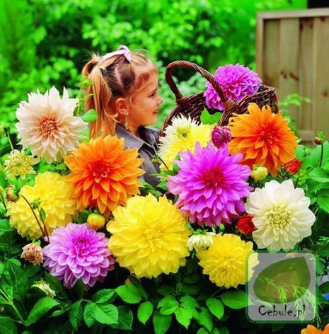 Dalie ogrodowe mix 30 szt.