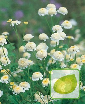 Nasiona Margerytka Pełna Biała - Chrysanthemum