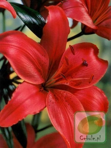 Lilia Monte Negro 16/18