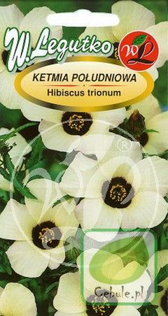 Nasiona Hibiskus Trionum- Ketmia Południowa