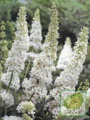 Motyli Krzew (Budleja) Biały