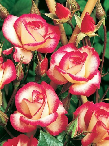 Zestaw Róże Pnące