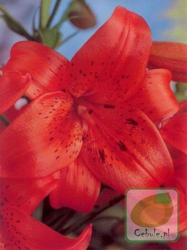 Lilia Fire King 16/18