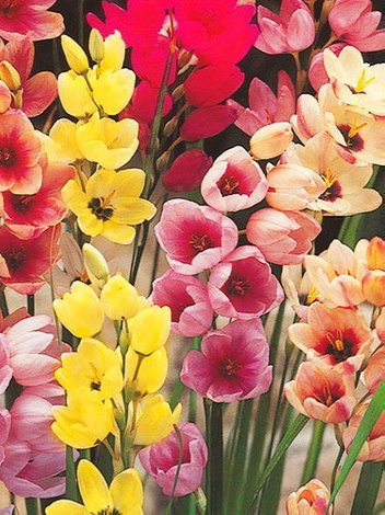 Iksja ogrodowa (Ixia) Mix