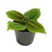 Pilea Moon Valley (Pilea mollis 'moon valley')