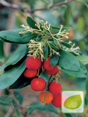 Nasiona Drzewo Truskawkowe - Arbutus unedo