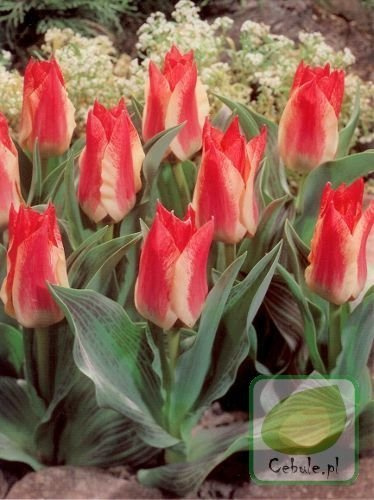 Tulipan Plaisir 11/12 .