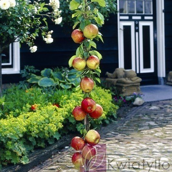 Jabłoń kolumnowa 'Flamenco ®'