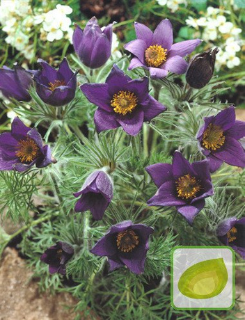 Sasanka (Pulsatilla) Blue