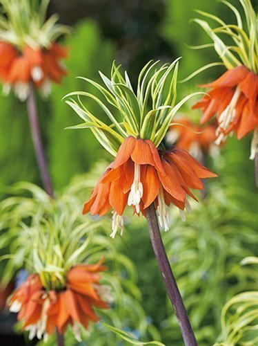 Szachownica (Fritillaria) Aureomarginata