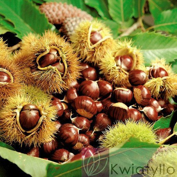 Kasztan Jadalny (Castanea sativa)