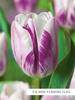 Kolekcja Niezwykłe Tulipany Fioletowe 25 szt.