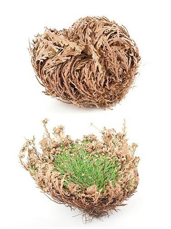 Widliczka Łuskowata / Róża Jerychońska (Selaginella lepidophylla) 1 szt.