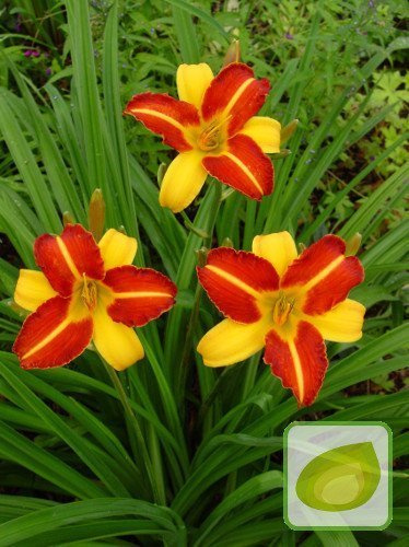 Liliowiec (Hemerocallis) Frans Halls