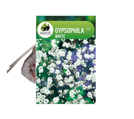 Gipsówka (Gypsophila paniculata) Biała