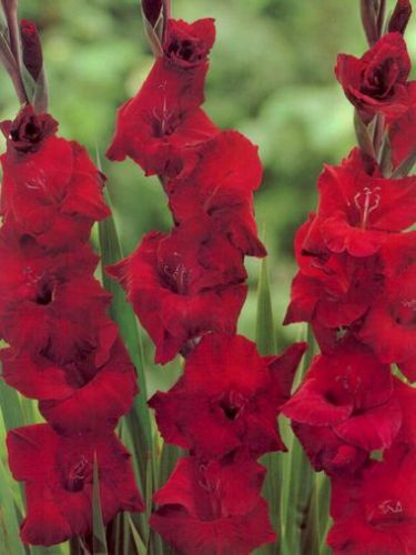 MEGAPAKA Mieczyk (Gladiolus) Zorro