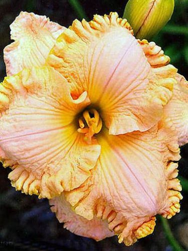 Liliowiec (Hemerocallis) Forsyth Commanche