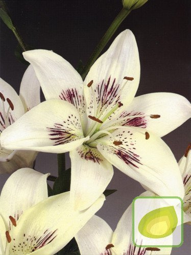 Lilia (Lilium) Centerfold