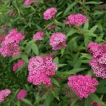 Tawuła (Spirea) 'Antony Waterer' - Krzew Ozdobny