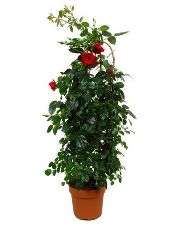 Róża Pnąca w Doniczce – Kwitnąca Sadzonka 120 cm wysokości