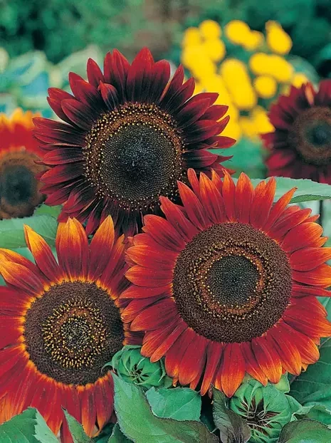 Nasiona Słonecznik Evening Sun - Helianthus 2 g