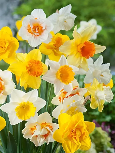 GRATIS Dorodne Cebule Narcyzów Mix 7 szt.