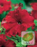 Nasiona Petunia Wielkokwiatowa Czerwona