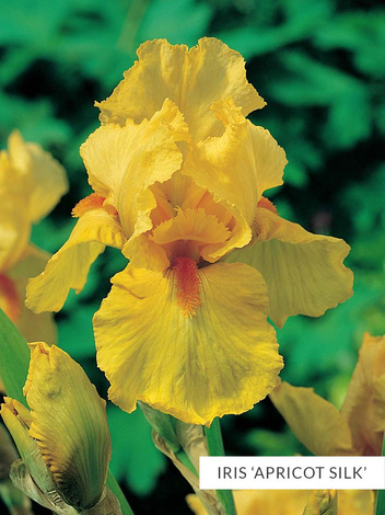 Zestaw Kosaćce Bródkowe powtarzające kwitnienie 5 szt.