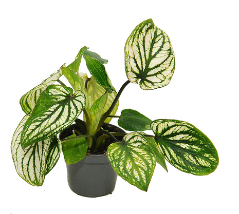 Kaladium Pliage (Caladium Pliage)