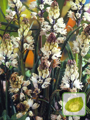 Szafirek (Muscari) Bellevalia Romana