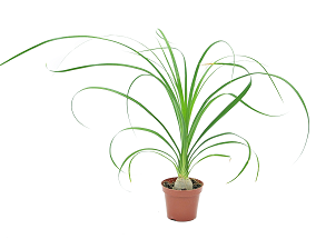 Nolina wygięta / Beukarnea wygięta (Beaucarnea recurvata syn. Nolina recurvata)