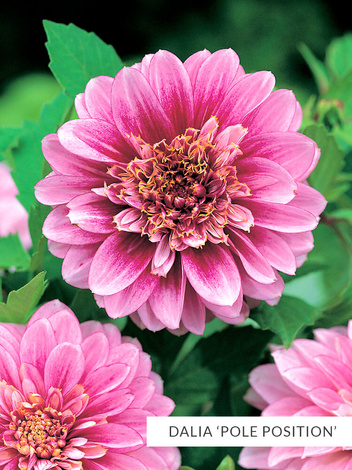 Zestaw Dalie Anemonowe