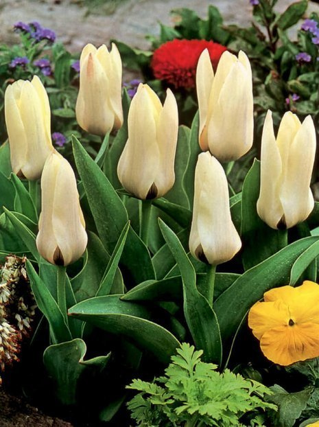 Tulipan Kaufmanna (Tulipa) 'Concerto' 5 szt.