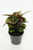 Zroślicha Maria (Syngonium podophyllum Maria)