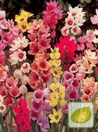 Iksja Ogrodowa (Ixia) Mix
