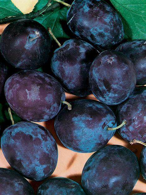 Śliwa karłowa 'Węgierka'