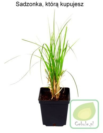 GIGANTYCZNA Trawa Pampasowa Duże Sadzonki Cortaderia