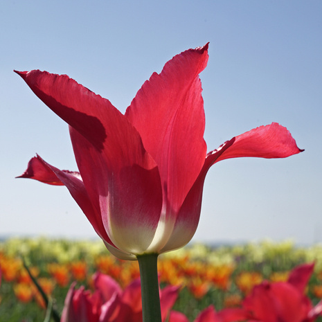 Tulipan ( Tulipa ) Triumph Różowy Neon Rose 5 szt.