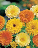 Nasiona Nagietek Lekarski - Calendula Officinalis