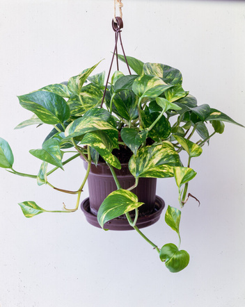 Epipremnum Złociste (Epipremnum Pinnatum Aureum)