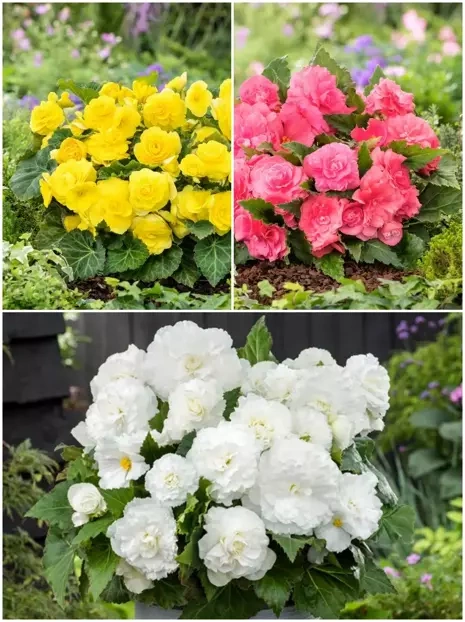 Zestaw Begonia (Begonia) Double