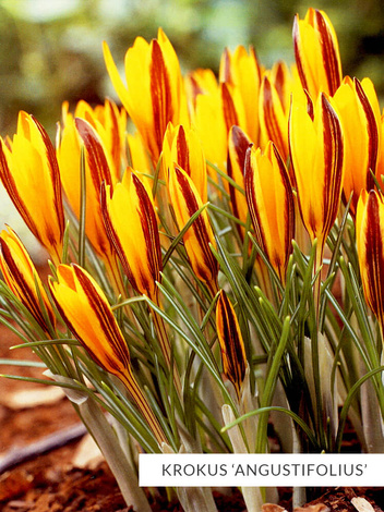 Zestaw Ekskluzywne Krokusy Botaniczne 25 szt.