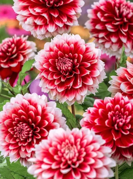 Dalia (Dahlia)  'Red & White Fubuki'