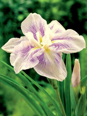 Zestaw Kosaćce Japońskie