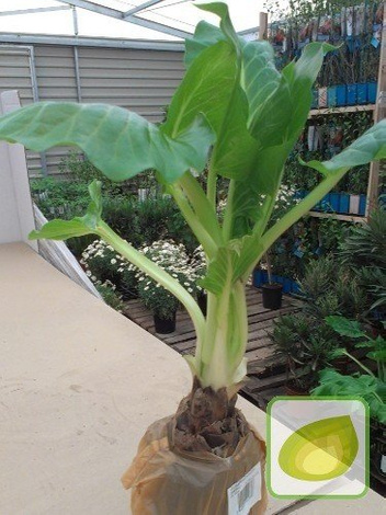 Lilia himalajska (Cardiocrinum giganteum) 1 szt.