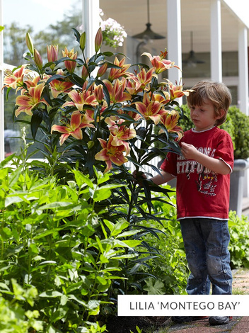 Zestaw Niezwykłe Lilie Drzewiaste Mix - 5 szt.