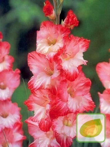 MEGAPAKA Mieczyk (Gladiolus) 'Pink Lady'