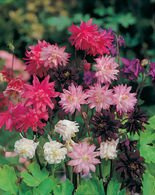 Nasiona Orliki Pełna Mix - Aquilegia Vulgaris