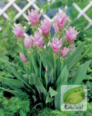 Kurkuma - Curcuma w Doniczce 80 cm wysokości