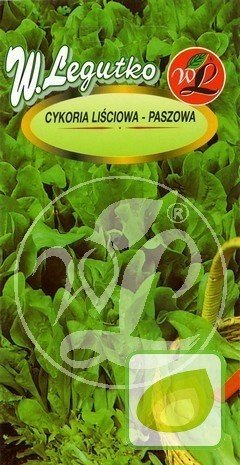 Nasiona Cykoria Liściowa Polanowicka